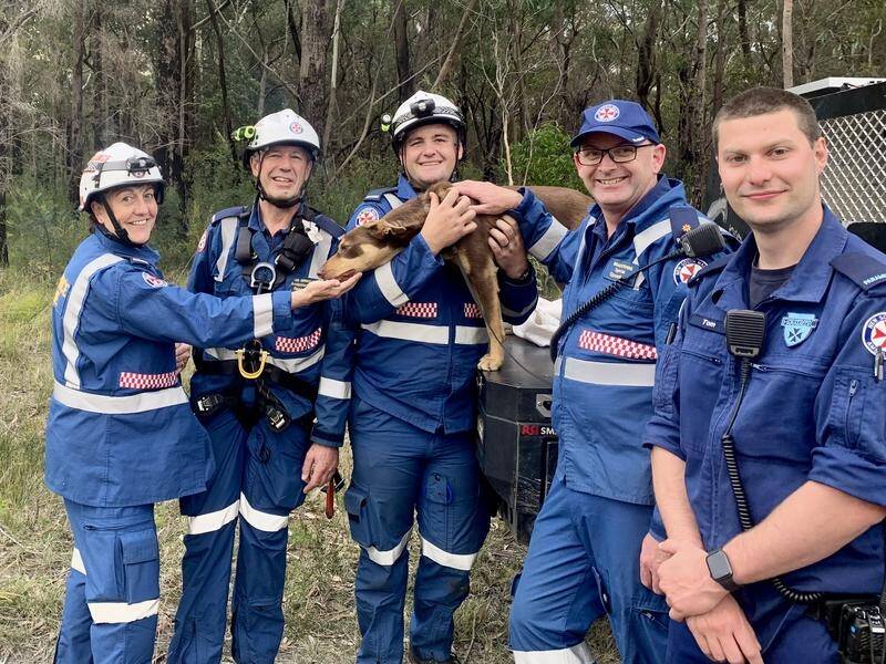 Paramedics hauled Max to safety after the kelpie pup fell 30 metres down a cliff at Yerriyong. (PR HANDOUT IMAGE PHOTO)