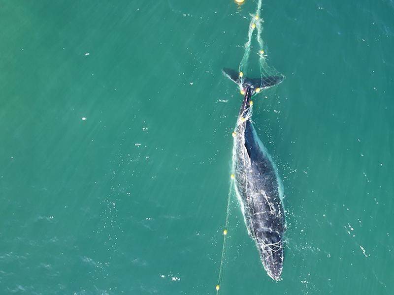 Environmentalists are concerned about a growing number of whales becoming entangled in shark nets. (PR HANDOUT IMAGE PHOTO)