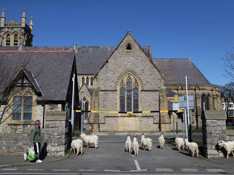 Goats have taken advantage of the COVID-19 lockdown in the town of Llandudno in Wales.