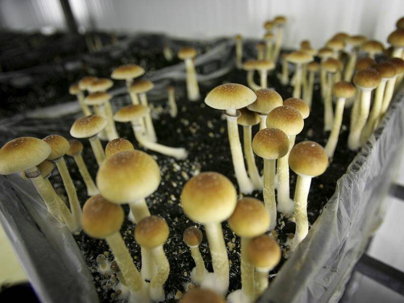 Authorised Australian psychiatrists can now prescribe magic mushrooms and MDMA as treatments. (AP PHOTO)