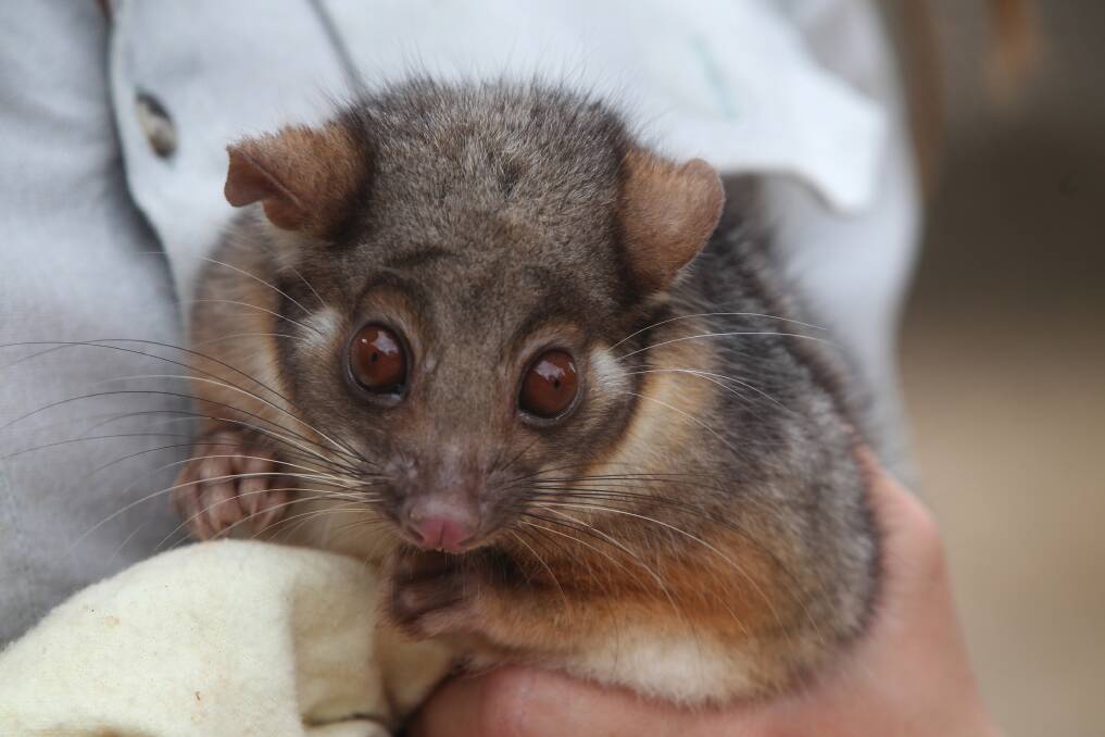 Ringtail Possum. Picture: Danielle Smith
