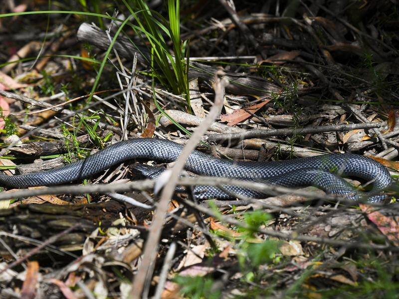 Snake season slithers around again | St George & Sutherland Shire Leader |  St George, NSW