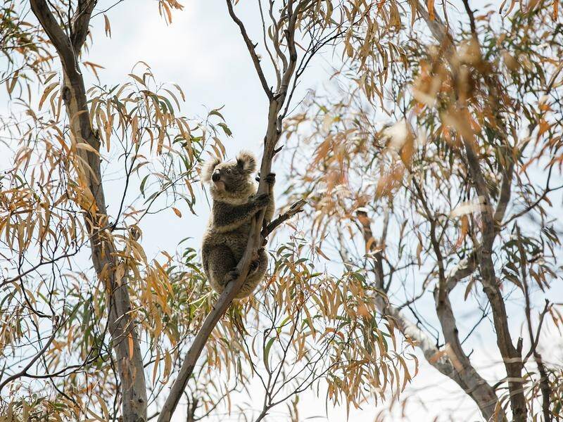 Koalas could be extinct in NSW by 2050 unless urgent action is taken to protect the native animals.