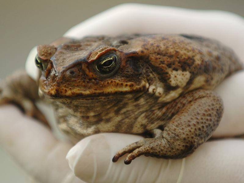 Are Dead Cane Toads Still Poisonous? 