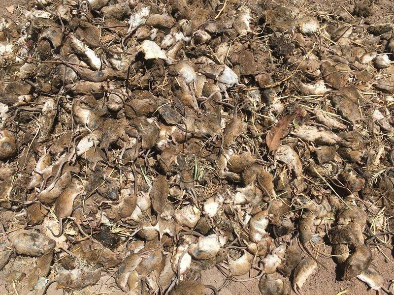 Farmers and people in regional towns have been struggling since last year with the mouse plague.
