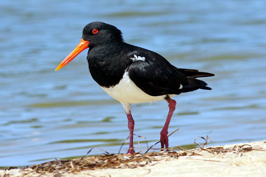Rare Pied Oystercatchers nesting in Sutherland Shire for the first time in 20 years.