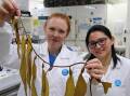 CSIRO researchers are working with Google to map Australia's kelp forests using AI. (Matt Marrison/AAP PHOTOS)