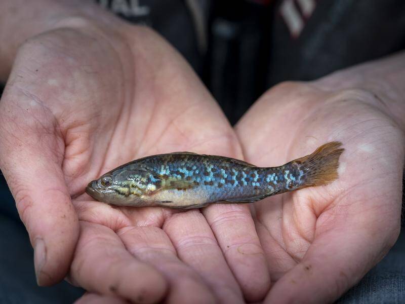 The southern purple-spotted gudgeon has been revived in Victoria after being thought extinct. (PR HANDOUT IMAGE PHOTO)