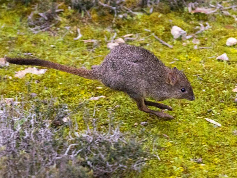 The brush-tailed bettong once occupied more than 60 per cent of mainland Australia.