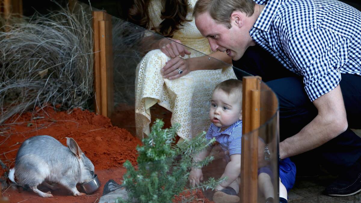 Prince William holds Prince George of Cambridge as Catherine, Duchess of Cambridge looks on whilst meeting a bilby called George at Taronga Zoo on April 20. Picture: Getty Images.