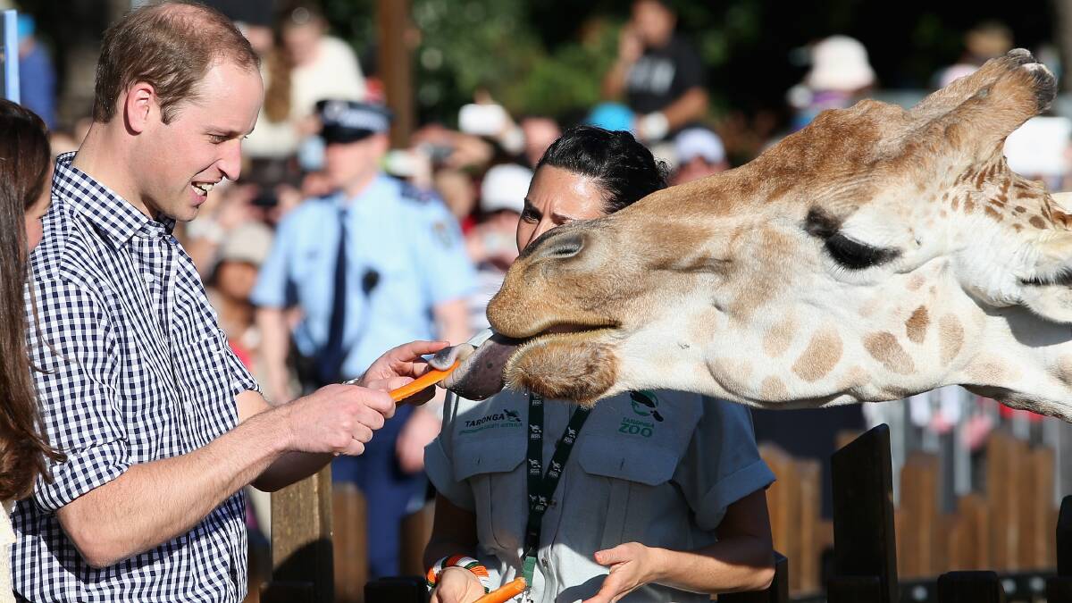 Prince William, Duke of Cambridge and Catherine, Duchess of Cambridge feed giraffes at Taronga Zoo on April 20. Picture: Getty Images.