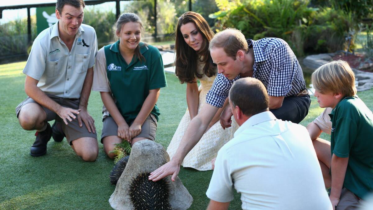 Catherine, Duchess of Cambridge, and Prince William, Duke of Cambridge meet echidnas at Taronga Zoo on April 20. Picture: Getty Images.
