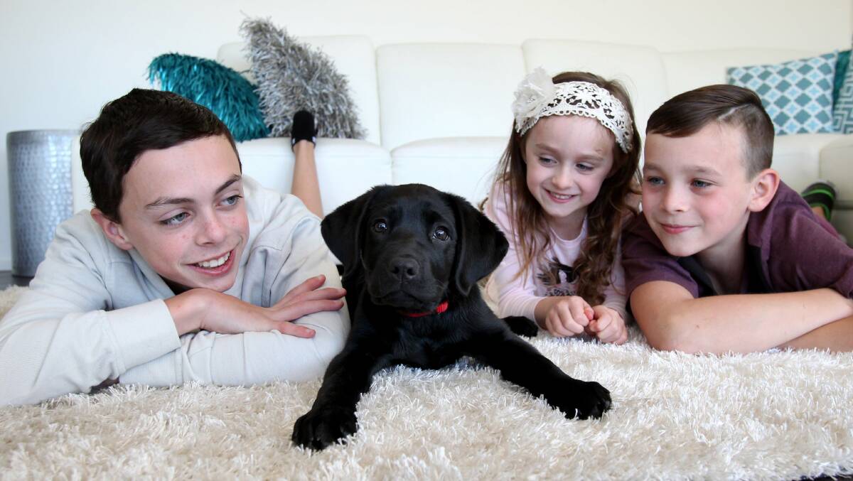 Family affair: Jackson (from left) Lexie and Cooper Morrison help look after the Guide Dog puppies. Picture: Jane Dyson
