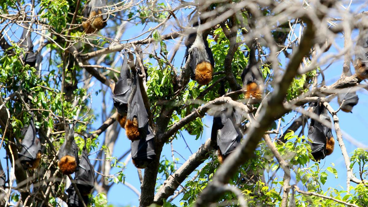Water supply: Flying foxes in bushland at Kareela.
