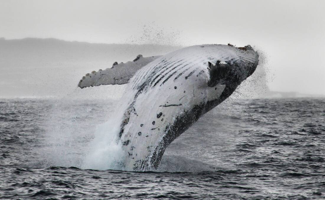 Picture: www.wildaboutwhales.com.au