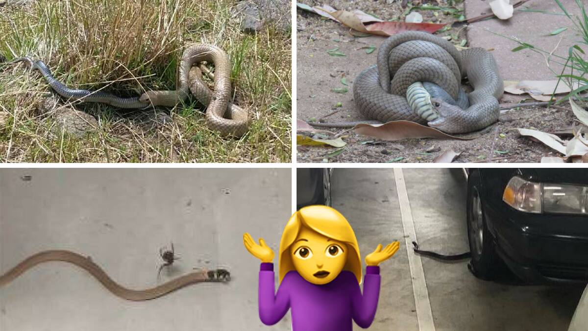 A totally not terrifying list of weird snake sightings