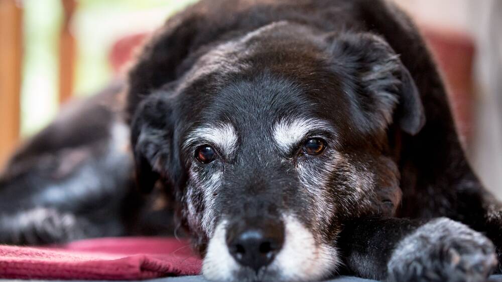 New tricks to keep old dogs on the prowl