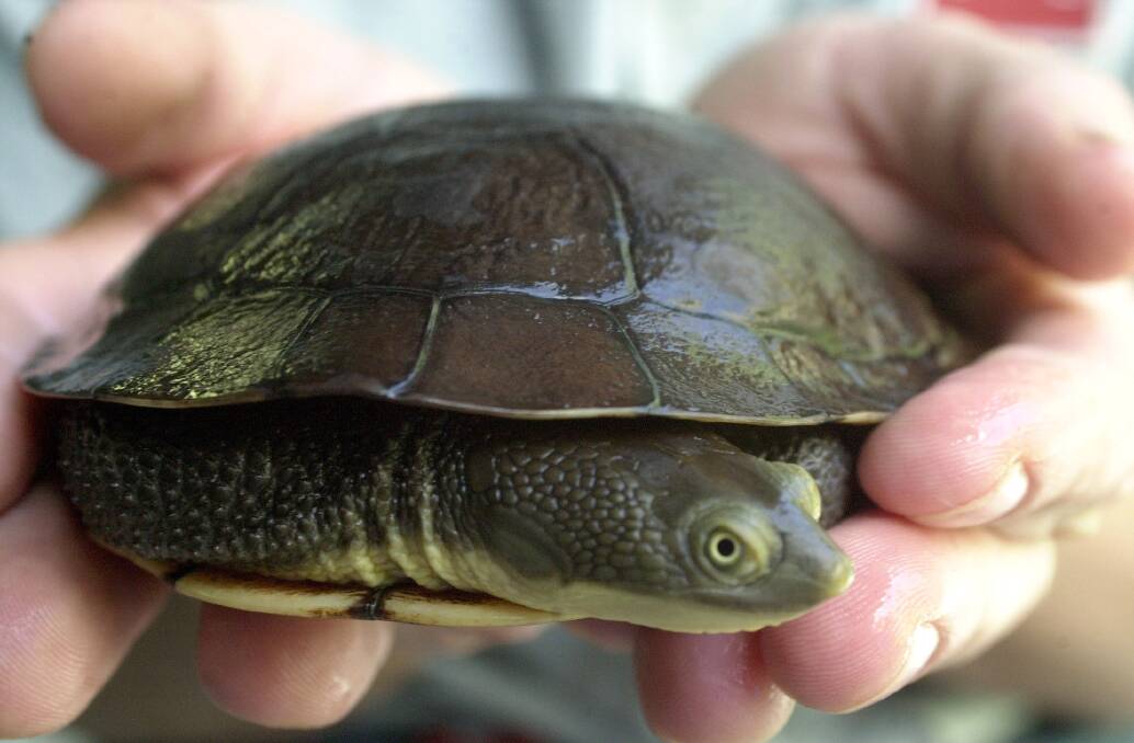 Eastern Long-neck Turtle. Picture: Natalie Boog