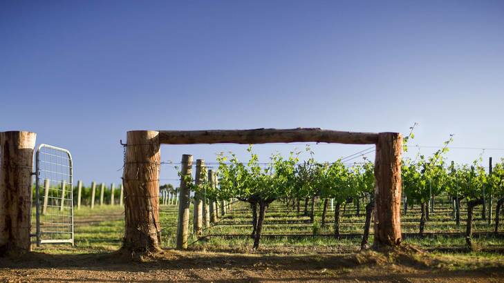 Celebrating 30 years … the vines at Cape Mentelle.