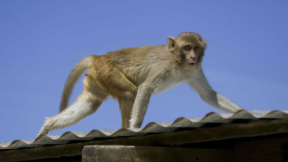 A rhesus macaque monkey.