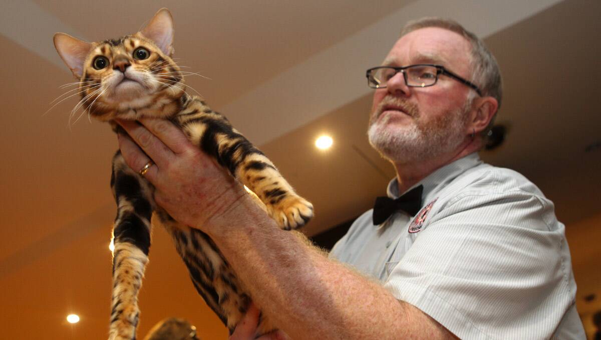 The 16th annual Australian National Cats Inc Show was held at Tradies last Sunday.Picture Jane Dyson