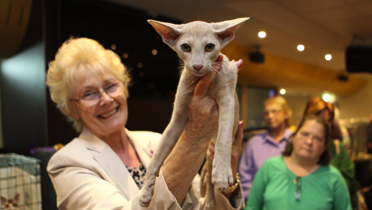 The 16th annual Australian National Cats Inc Show was held at Tradies last Sunday.Picture Jane Dyson