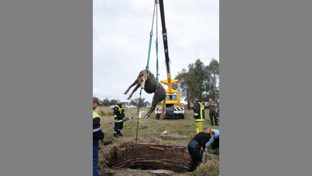 Fuzz, a two-year-old Welsh mountain pony was lifted to safety from a well on a property near Orange. Photo: Steve Gosch