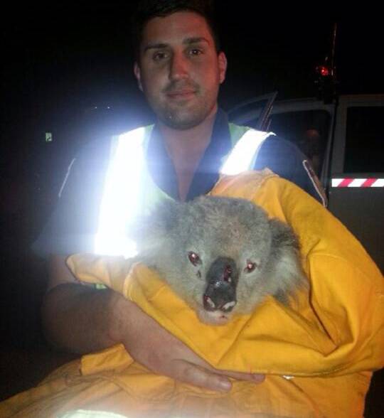 Saved: Jarratt Hadid holds the koala he rescued. Picture: NSW Rural Fire Service Sutherland Shire.